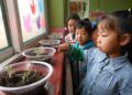 Chinese people’s enthusiasm for vegetable growing