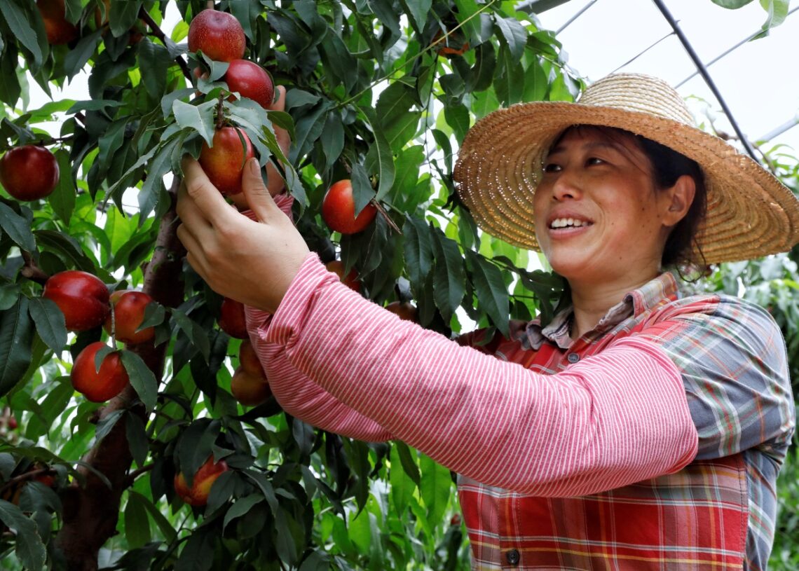 Ecological efforts bring back lush green to Yangtze River bank