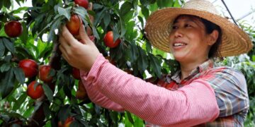 Ecological efforts bring back lush green to Yangtze River bank