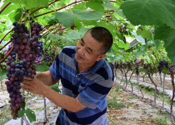 Migrant worker returns to home town, runs eco-friendly farm and contributes to poverty alleviation
