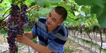 Migrant worker returns to home town, runs eco-friendly farm and contributes to poverty alleviation