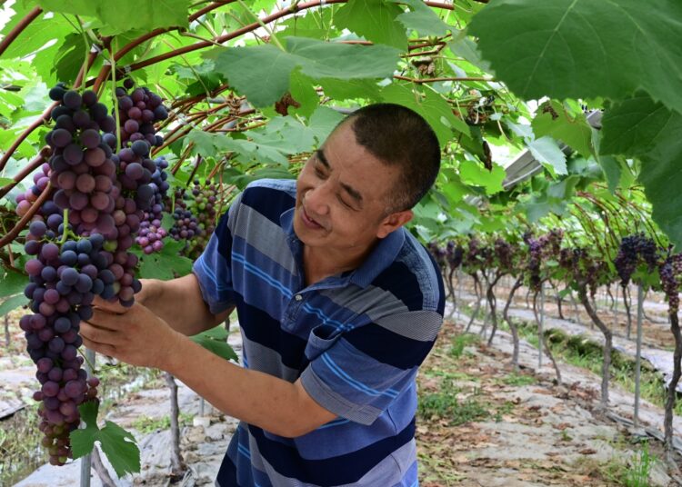 Migrant worker returns to home town, runs eco-friendly farm and contributes to poverty alleviation