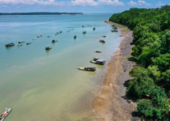 China sees remarkable progress of mangrove forest protection
