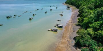 China sees remarkable progress of mangrove forest protection