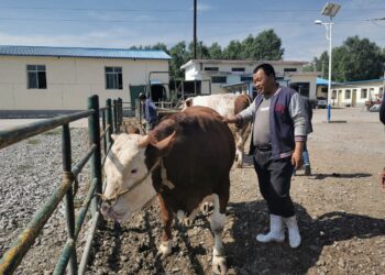 “I just happen to live in a great era” – story of a Chinese cattle dealer fighting poverty