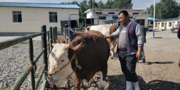 “I just happen to live in a great era” – story of a Chinese cattle dealer fighting poverty