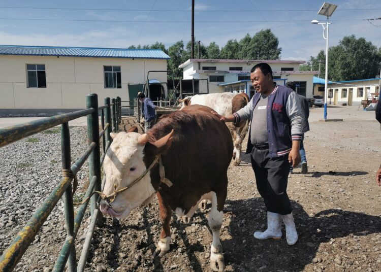 “I just happen to live in a great era” – story of a Chinese cattle dealer fighting poverty