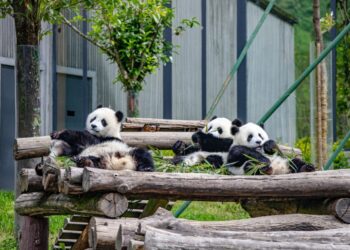 China’s national park system starts to yield fruits