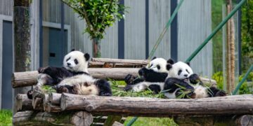 China’s national park system starts to yield fruits