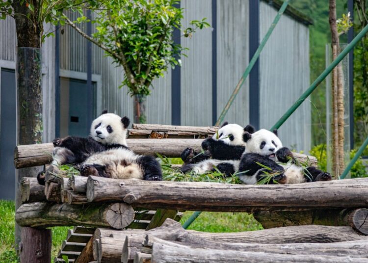 China’s national park system starts to yield fruits