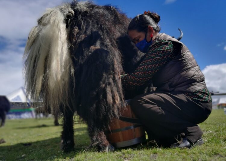 Tibetan township gets rid of poverty, embraces prosperity