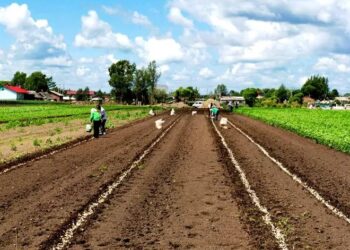 Village in NE China’s Heilongjiang shakes off poverty by developing characteristic industries