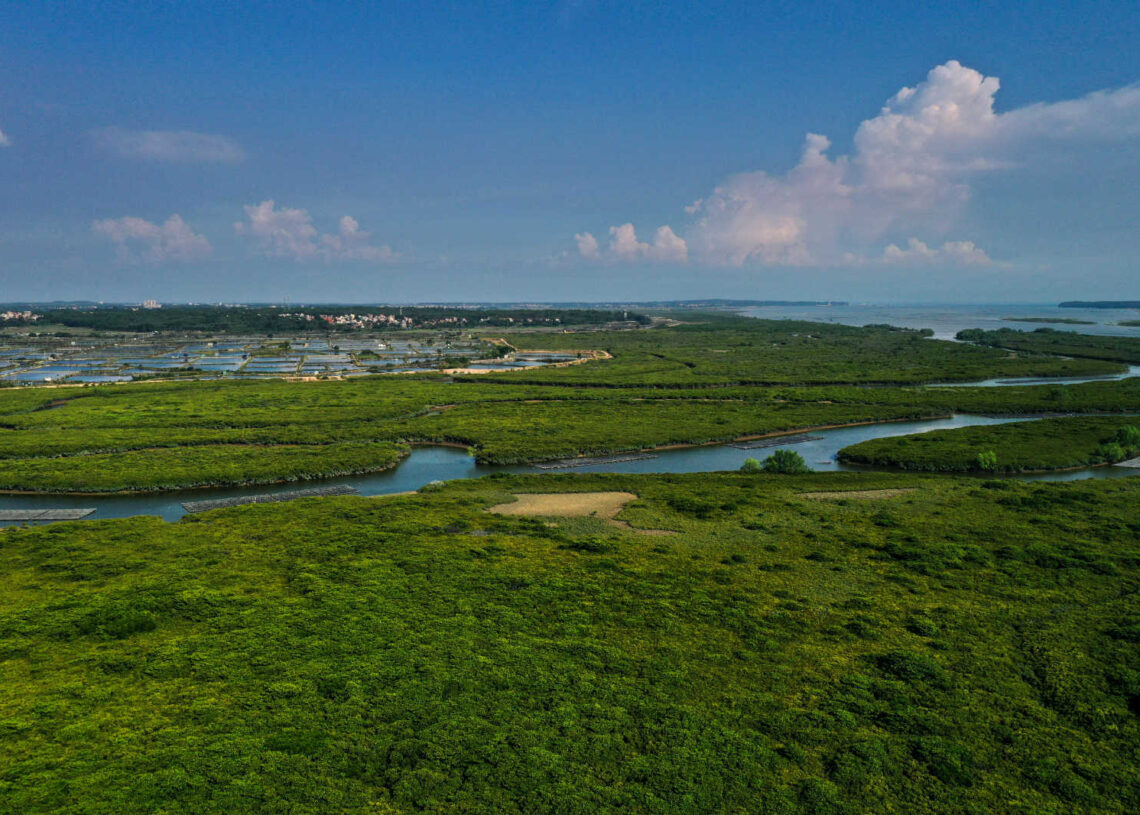 China to have 18,800 hectares of mangrove forests by 2025: action plan