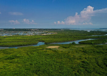 China to have 18,800 hectares of mangrove forests by 2025: action plan