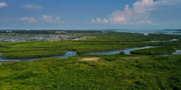 China to have 18,800 hectares of mangrove forests by 2025: action plan