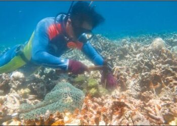 Chinese researchers ‘plant’ corals on seabed