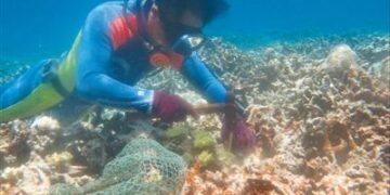 Chinese researchers ‘plant’ corals on seabed