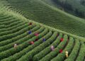 China-EU cooperation on geographical indication leads to brighter future of bilateral trade