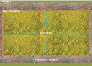 Mixed rice-crayfish farming leads new way of poverty alleviation in China