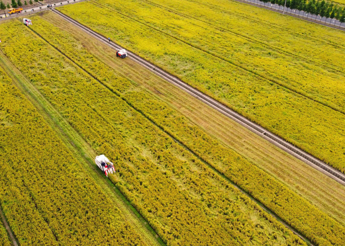 Chinese farmers celebrate harvest, embrace moderately prosperous society in all respects