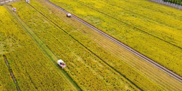 Chinese farmers celebrate harvest, embrace moderately prosperous society in all respects