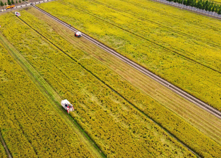Chinese farmers celebrate harvest, embrace moderately prosperous society in all respects