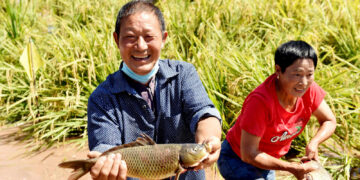 Chinese farmers celebrate harvest, embrace moderately prosperous society in all respects
