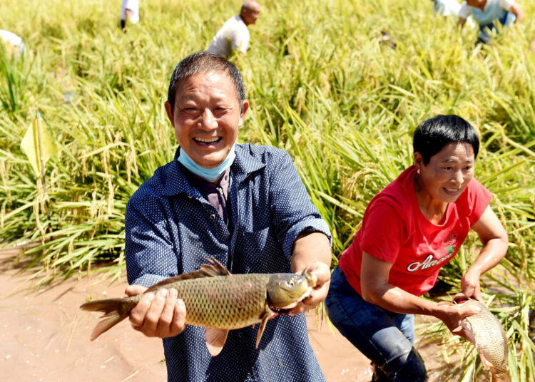 Chinese farmers celebrate harvest, embrace moderately prosperous society in all respects