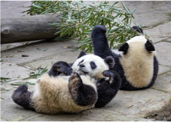 China largely expands scope of wildlife under state priority conservation