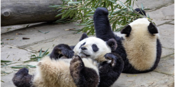China largely expands scope of wildlife under state priority conservation
