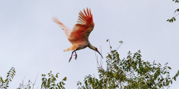 Biodiversity enhanced in China’s Qinling Mountains