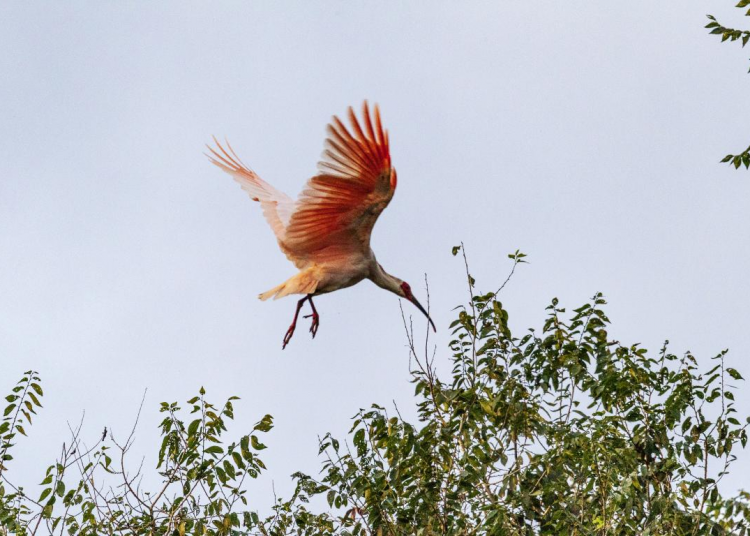 Biodiversity enhanced in China’s Qinling Mountains
