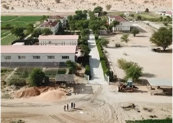 China’s “king of forages” paves way to prosperity for Mauritanian herdsmen
