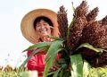 Bumper harvests bring big smiles to farmers across China