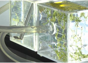 Plant growth experiment well underway in lab module Wentian of China’s space station