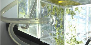 Plant growth experiment well underway in lab module Wentian of China’s space station