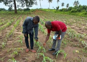 China brings new hopes to Tanzanian villagers through maize-corn intercropping program