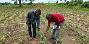 China brings new hopes to Tanzanian villagers through maize-corn intercropping program