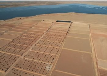 Saline-alkali soil turned into valuable assets in Ningxia Hui autonomous region