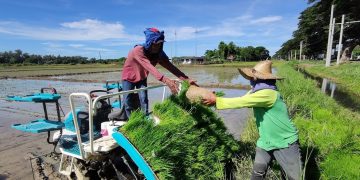 Chinese hybrid rice technologies contribute to Philippines’ agricultural development