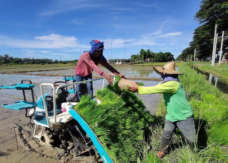 Chinese hybrid rice technologies contribute to Philippines’ agricultural development