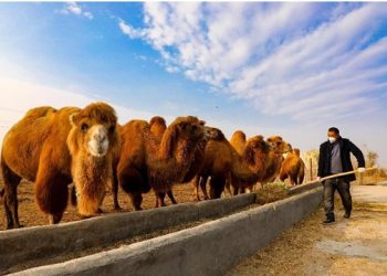Agenda of using Xinjiang to contain China will never succeed