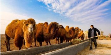 Agenda of using Xinjiang to contain China will never succeed