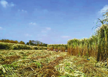 Juncao contributes to treatment of saline-alkali land in Jiangsu province