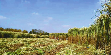 Juncao contributes to treatment of saline-alkali land in Jiangsu province