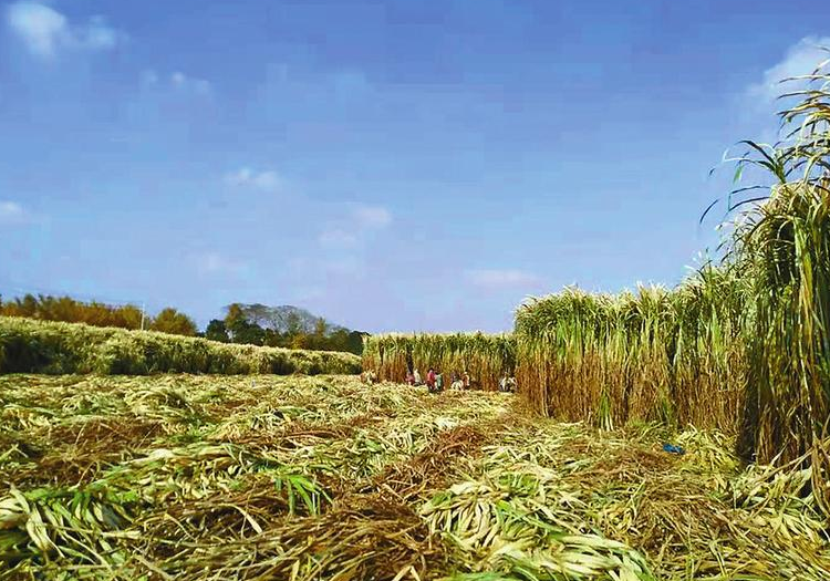Juncao contributes to treatment of saline-alkali land in Jiangsu province