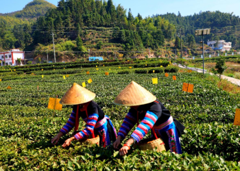 China will definitely achieve its Second Centenary Goal: Vietnamese politician