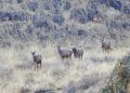 China to strive to elevate global biodiversity governance to new height
