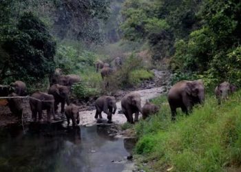 China protects biodiversity with determination
