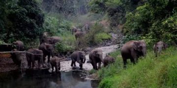 China protects biodiversity with determination